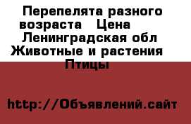 Перепелята разного возраста › Цена ­ 30 - Ленинградская обл. Животные и растения » Птицы   